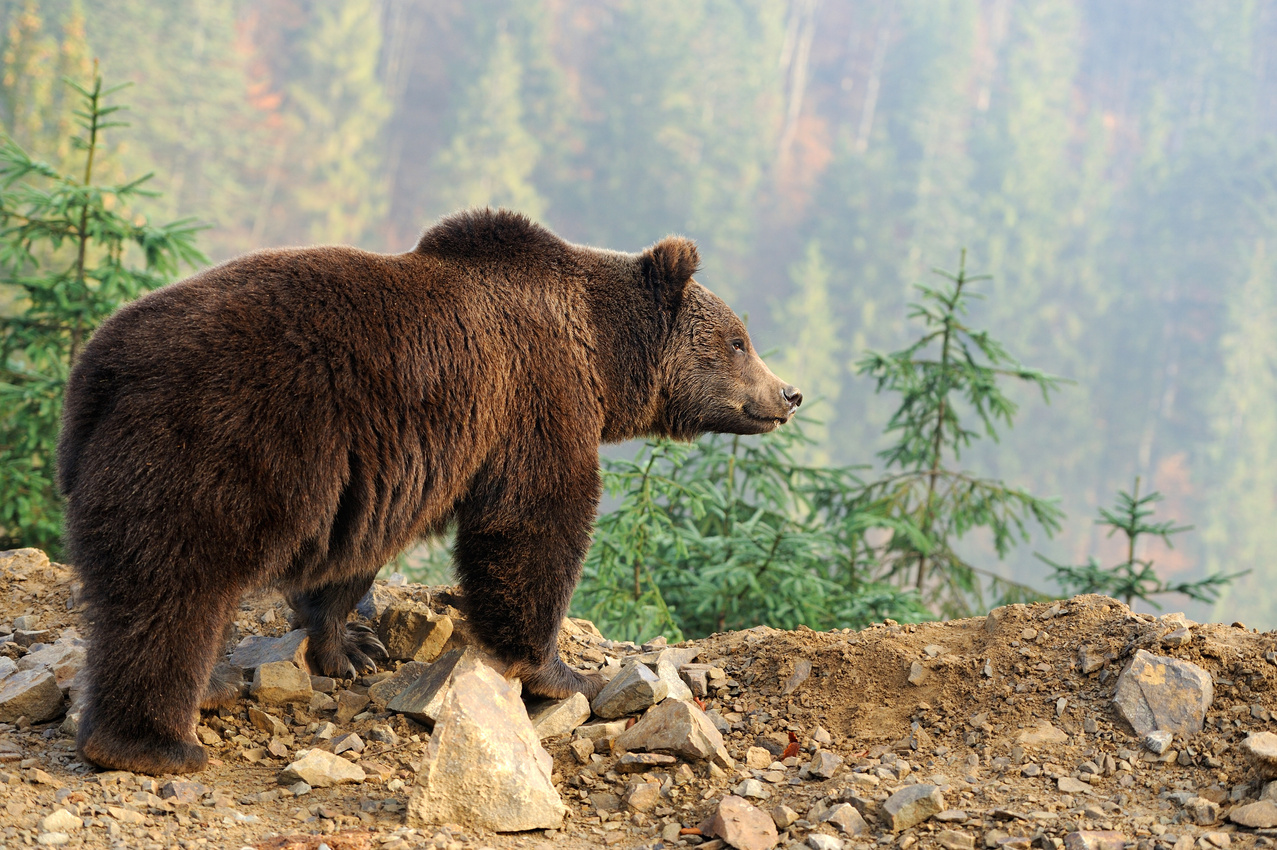 Brown bear